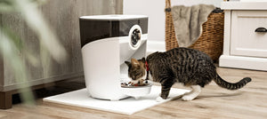Essential Pet Feeding Tips Daily