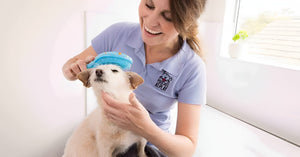 Benefits Of Regular Pet Grooming